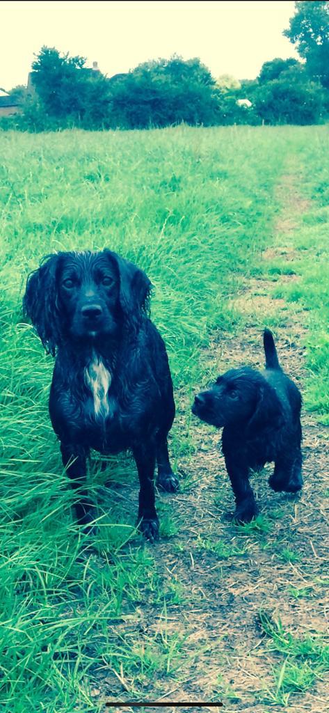 Two black dogs enjoying a countryside walk